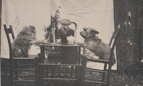 Three dogs at tea in garden Photograph